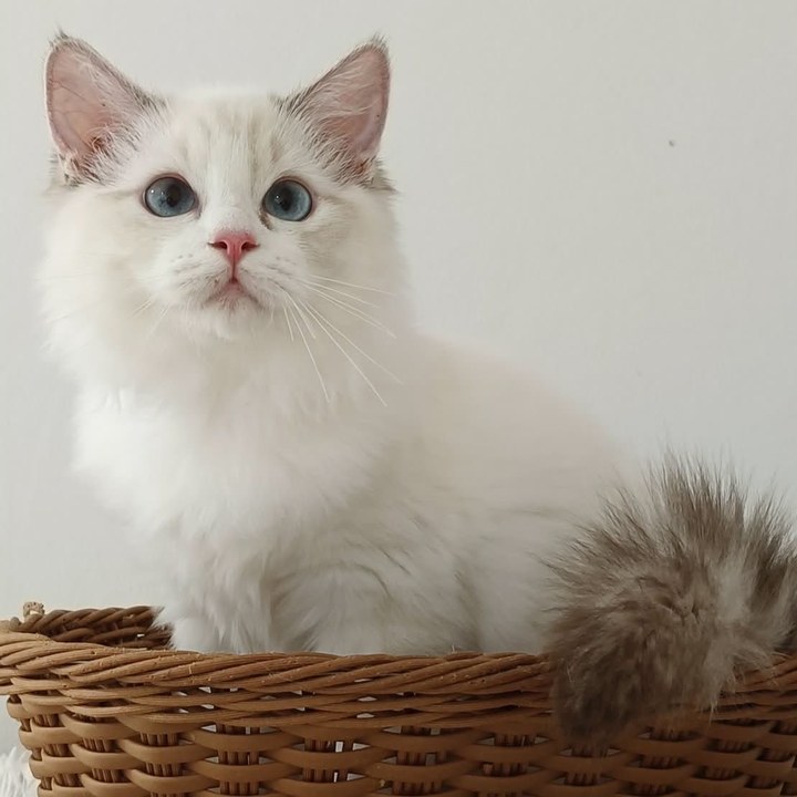 มันนี่ แมวแร็กดอลล์สีขาวอมเทา